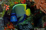 Pomacanthus imperator Ange empereur-Wakatobi Batuata Island-25m-20180603-Denis-ADER-DSC_3731_tn